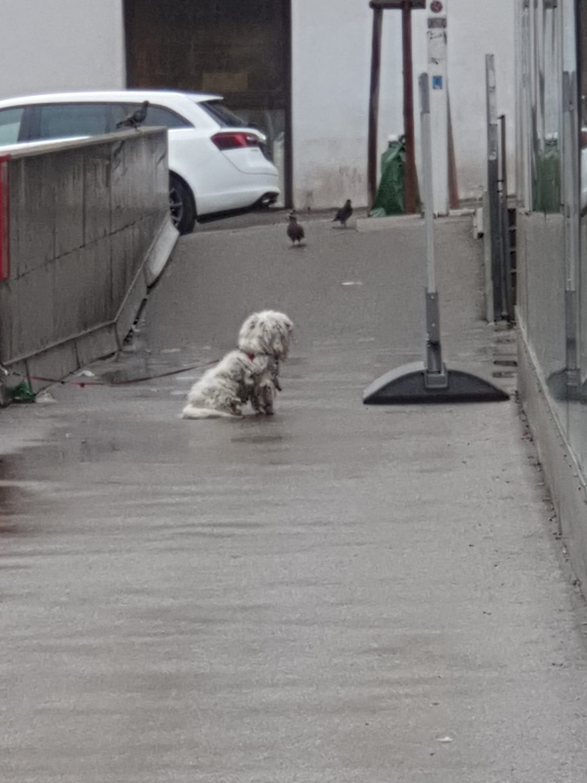 Die MA60 und die Polizei scheinen machtlos zu sein.