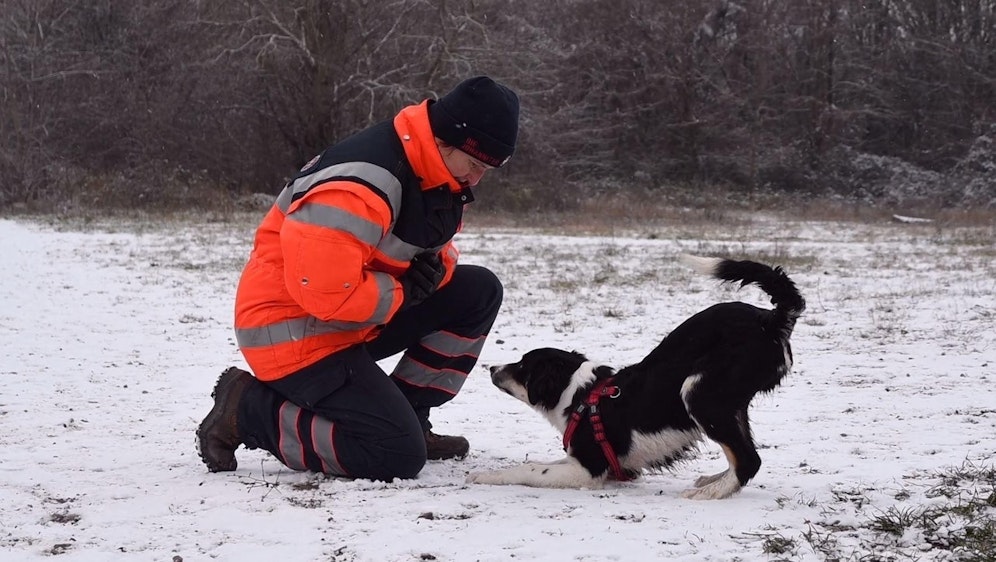 So trainieren die Johanniter-Rettungshunde