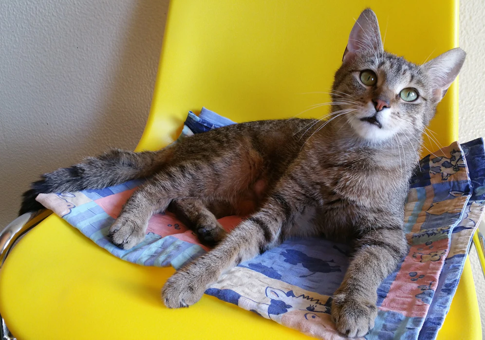Eine der neun abgeholten Katzen.