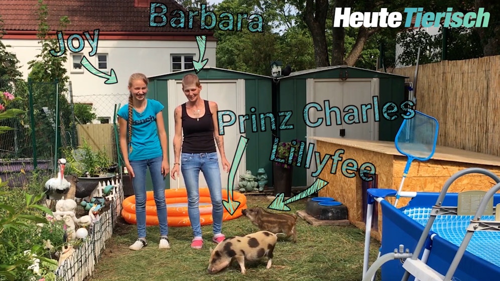 Minischweine im Wiener Gemeindebau