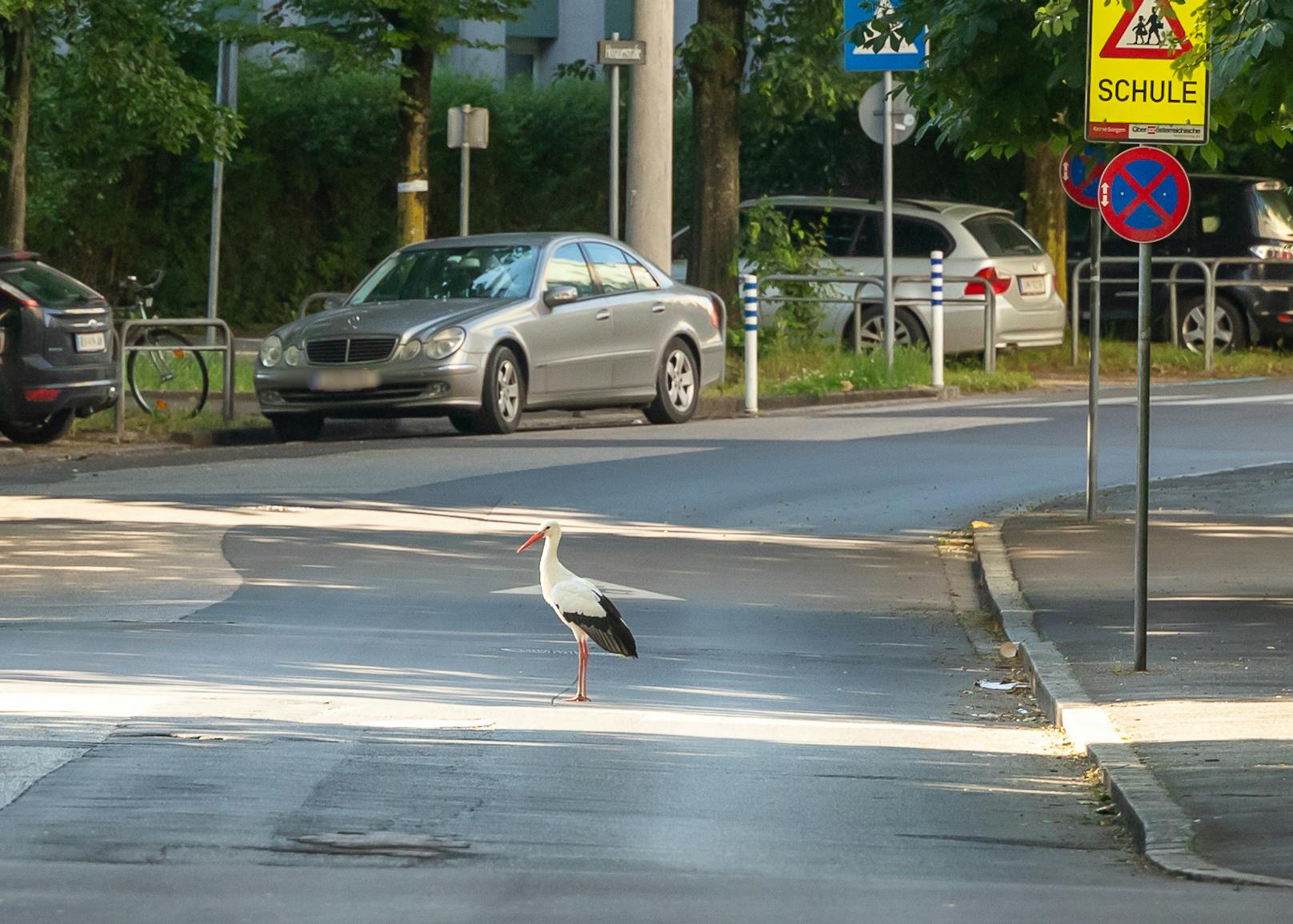 Doch der Storch konnte nicht eingefangen werden, tauchte wenig später in der Honauerstraße wieder auf.