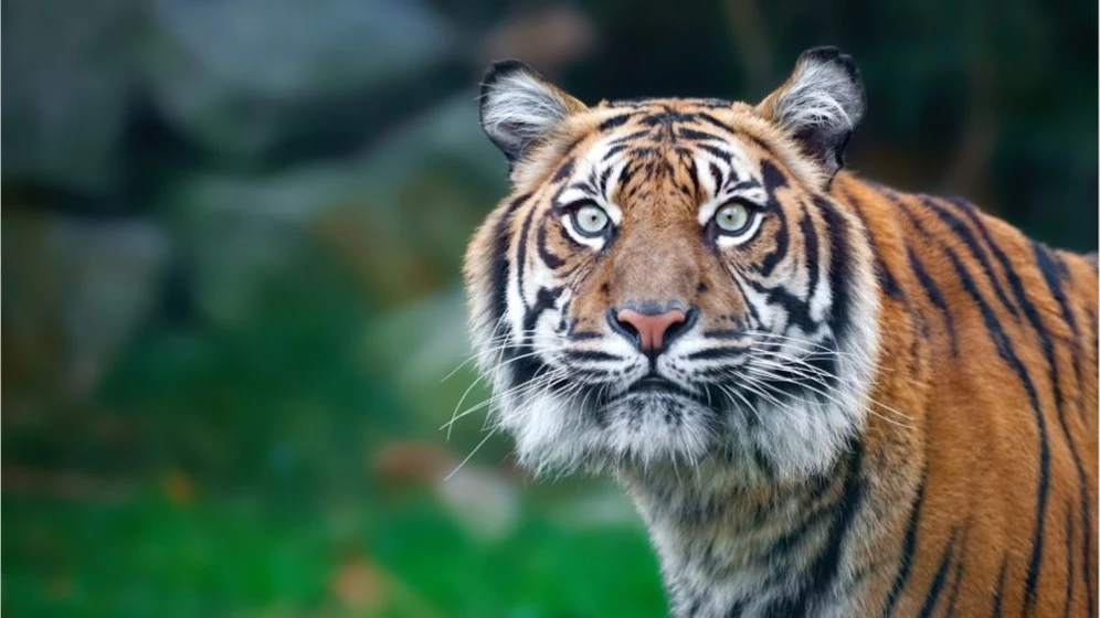 Ein Tiger aus Indien wurde für immer eingesperrt.&nbsp;