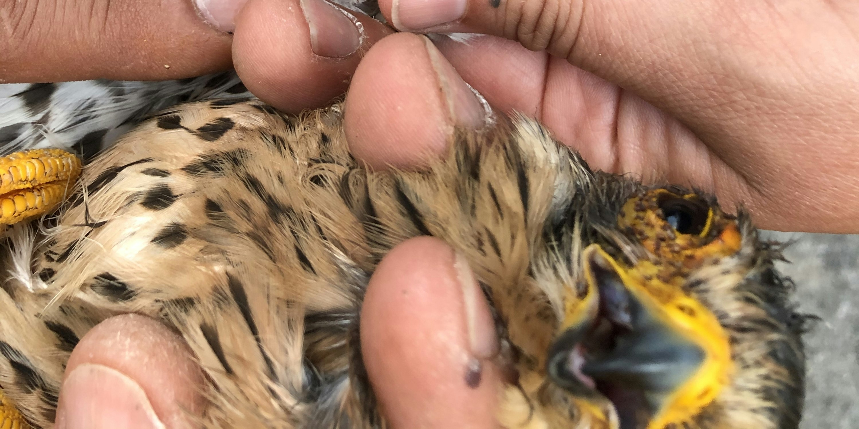 Tierfreundin fing verletzten Falken mit Karton ein Tierfreundin fing verletzten Falken mit Karton ein