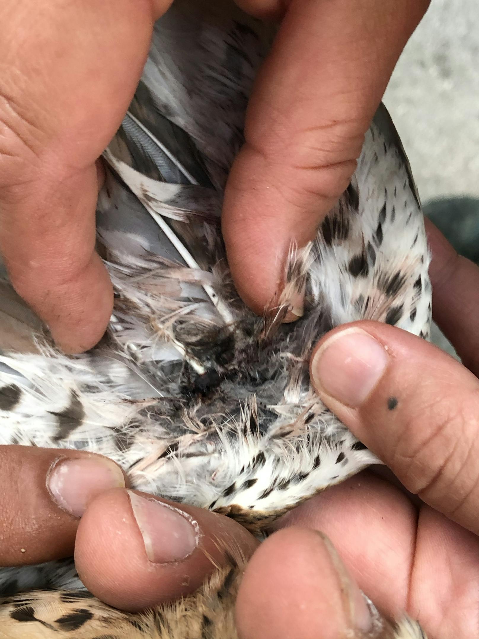 Eine sehr engagierte Tierfreundin entdeckte kürzlich einen flugunfähigen Falken und verständigte die Wildtierhotline der Pfotenhilfe.
