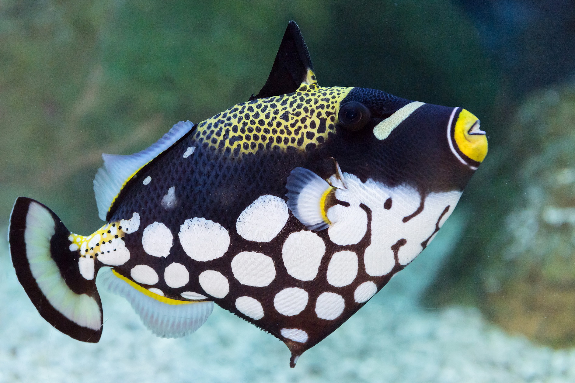 Diese fünf Fische tragen eine Maske Diese fünf Fische tragen eine Maske