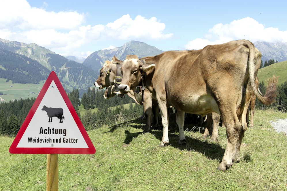 Kühe sind friedfertige Wesen – außer sie fühlen sich bedroht.