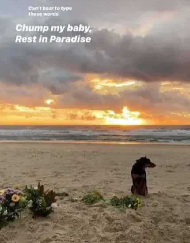 Rummi wartet auf die Rückkehr des verstorbenen Herrchens.