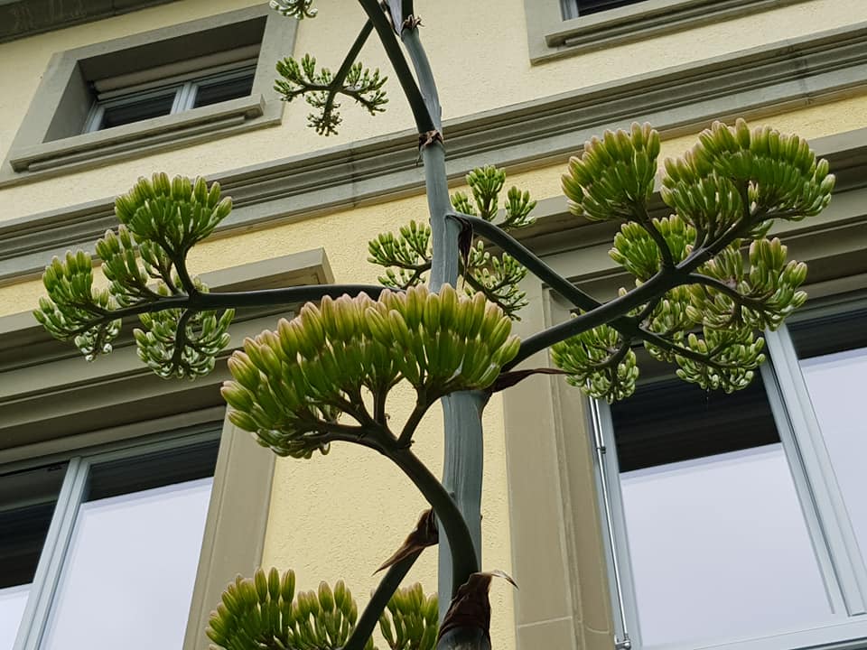 <em>Agave havardiana</em> in Blüte: Nördlich der Alpen ist dieses Schauspiel nur sehr selten zu sehen
