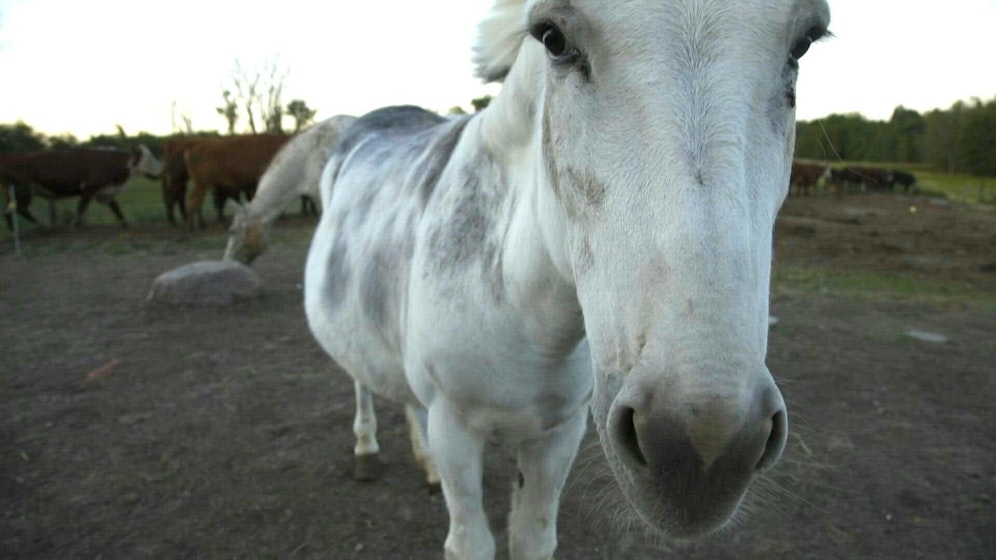 Egal ob Skype, Zoom oder Teams: 