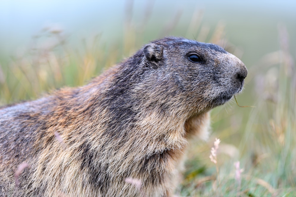 Murmeltiere und andere Nager gelten als Überträger der Beulenpest.