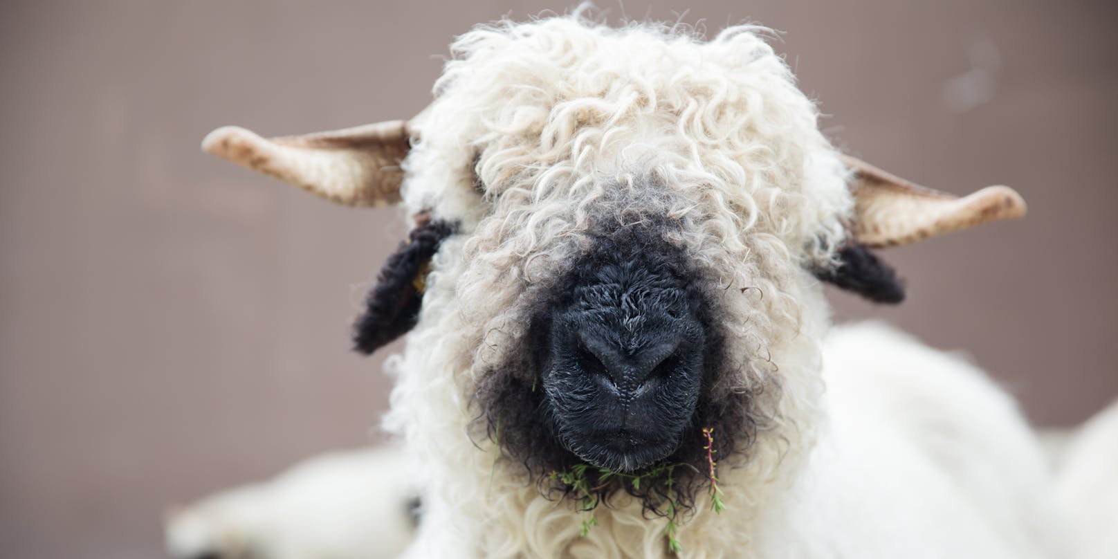 Unbekannte Täter haben in Scharnitz (Tirol) drei Schafe gestohlen.