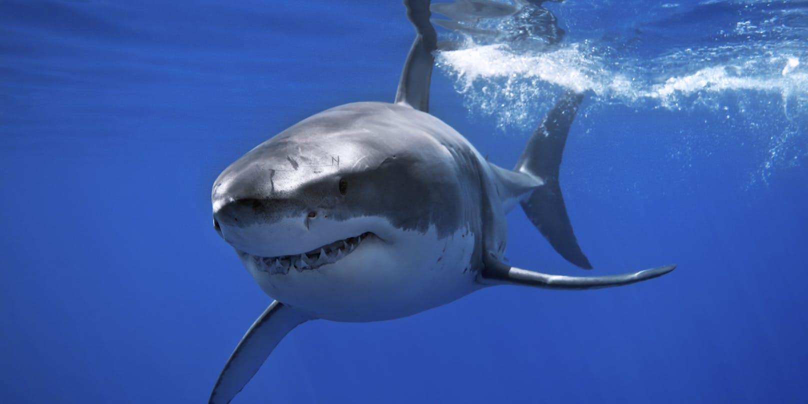 Haie gehören zu den faszinierendsten Tieren der Welt.&nbsp;Es sind über 500 verschiedene Arten bekannt.