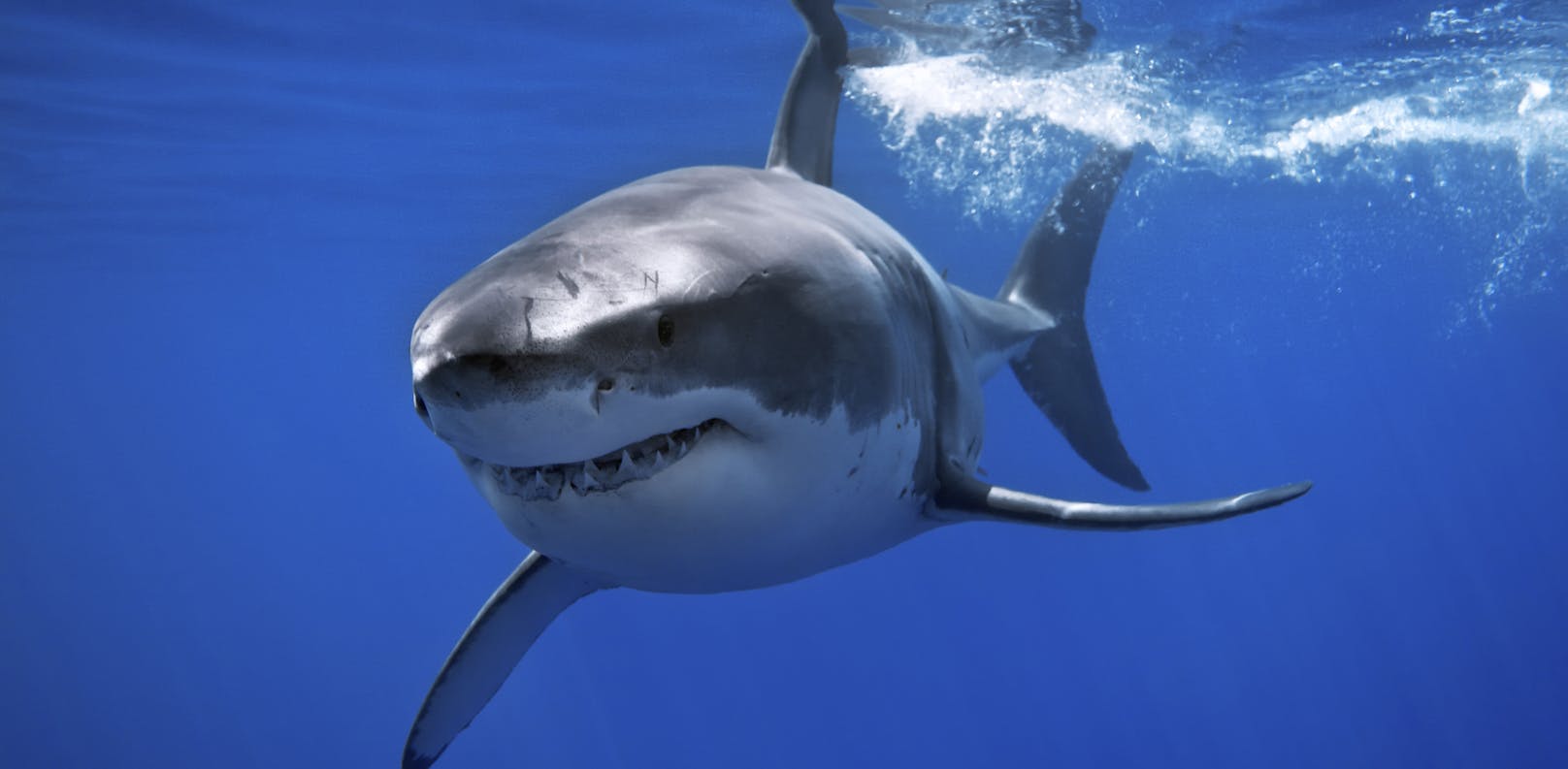 Jährlich sterben 3 Millionen Haie, weil sie einen bestimmten Stoff in der&nbsp;Leber erzeugen.