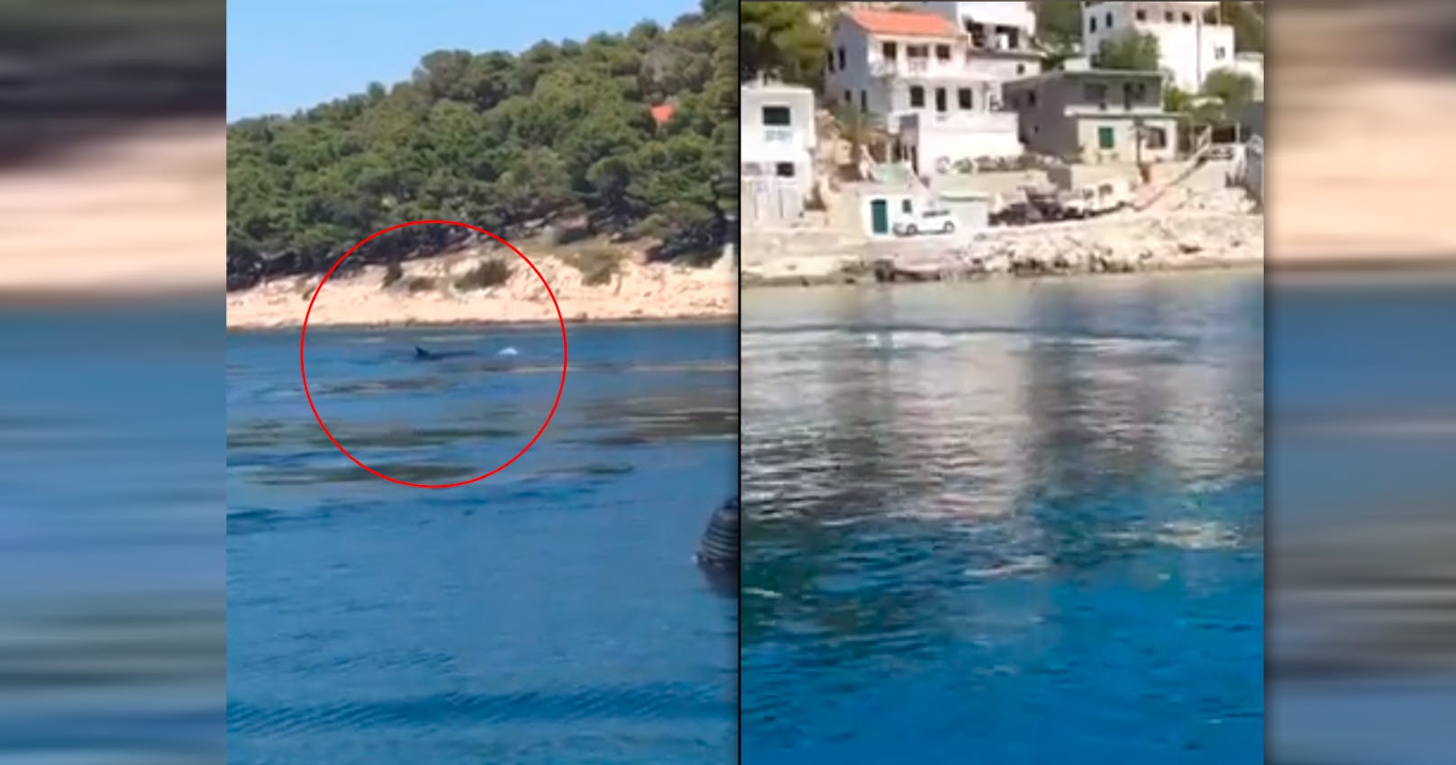 Wieder schwimmt ein Wal in Kroatien herum.