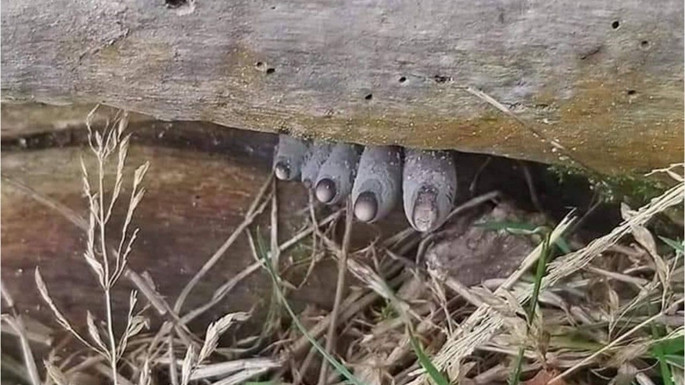 Was auf den ersten Blick aussieht wie tote Finger oder Zehen, sind eigentlich Pilze.