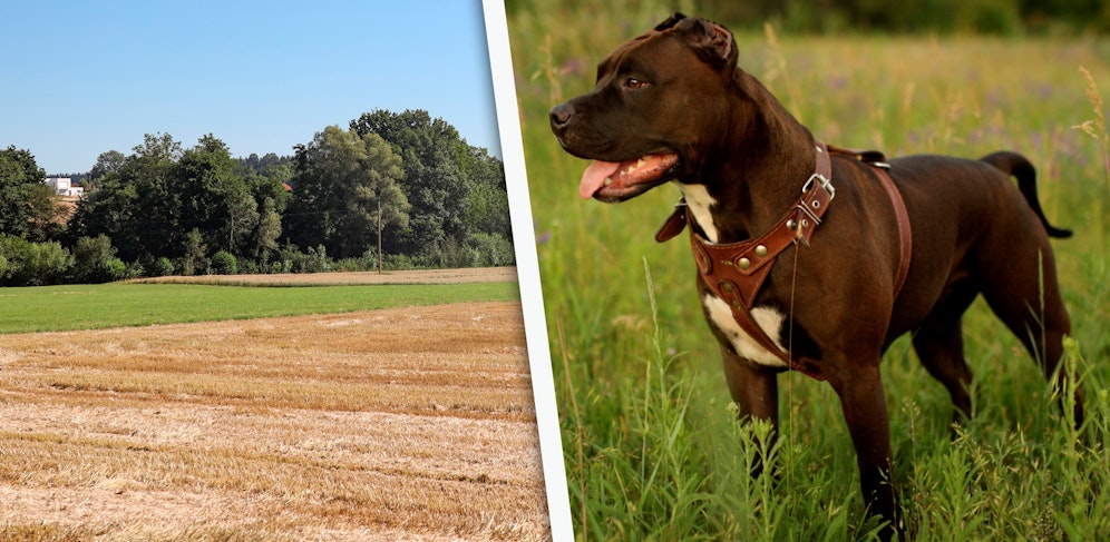 In diesem Wald wurde der Hund, ein American Stafford Terrier erschossen.