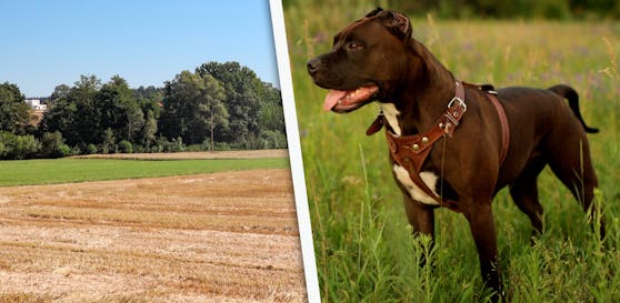 In diesem Wald wurde der Hund, ein American Stafford Terrier erschossen.