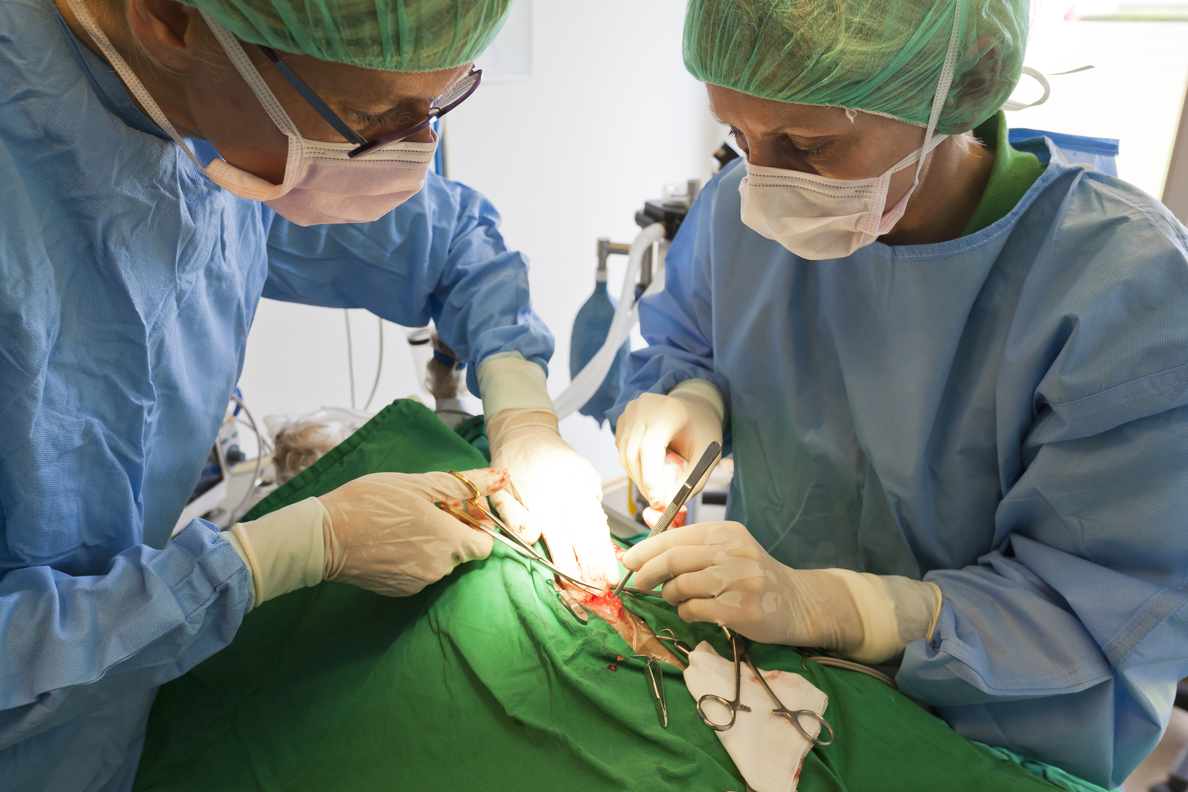 Eine Tierärztin musste das Tier einschläfern.