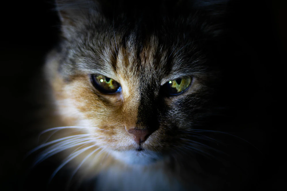 Eine Katze wurde gehäutet und musste eingeschläfert werden.