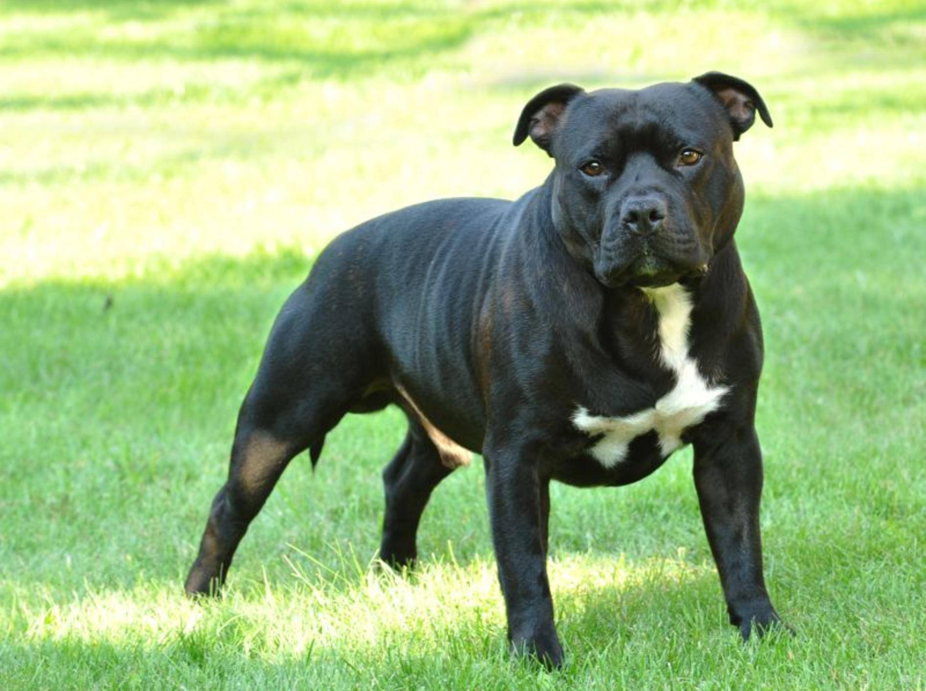 Der Mann erschoß seinen American Stafford Terrier im Wald.