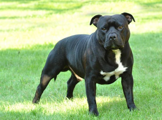 American Stafford Terrier (Symbol)