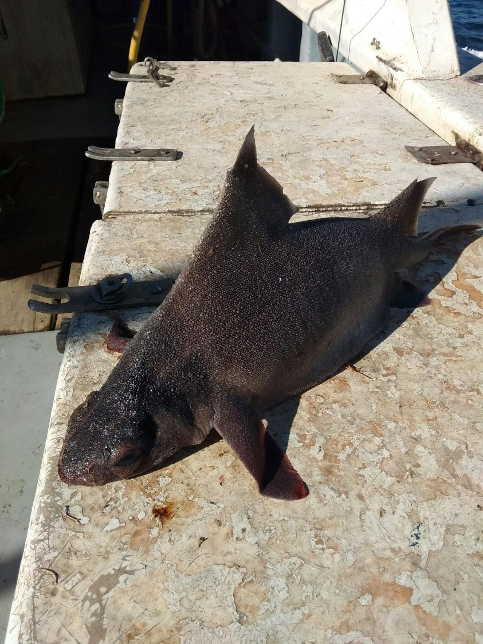 Ein vom Aussterben bedrohter Meersau-Hai.