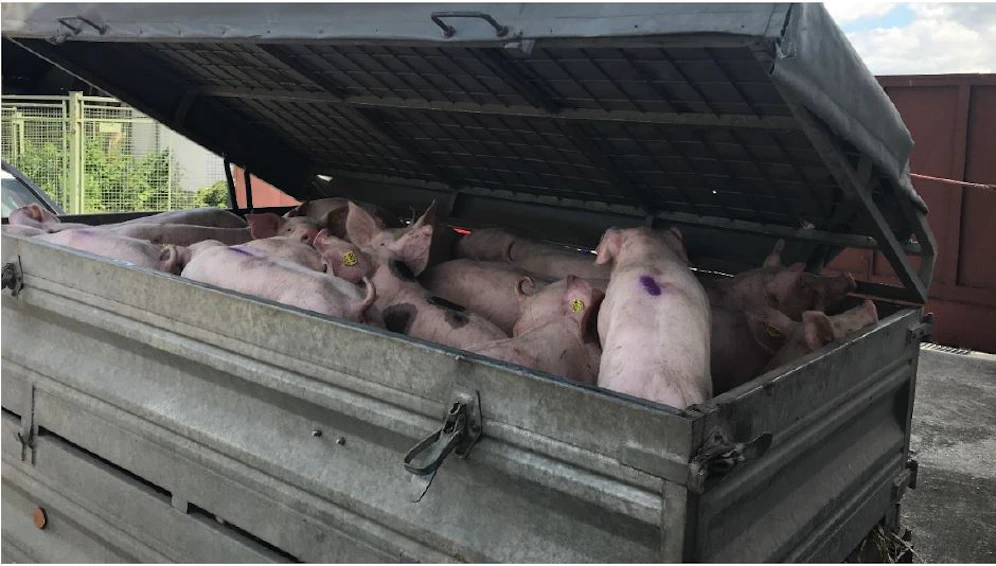 Die Ferkel im Anhänger.