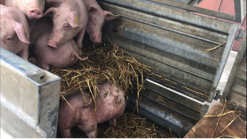 Die Ferkel im Anhänger.
