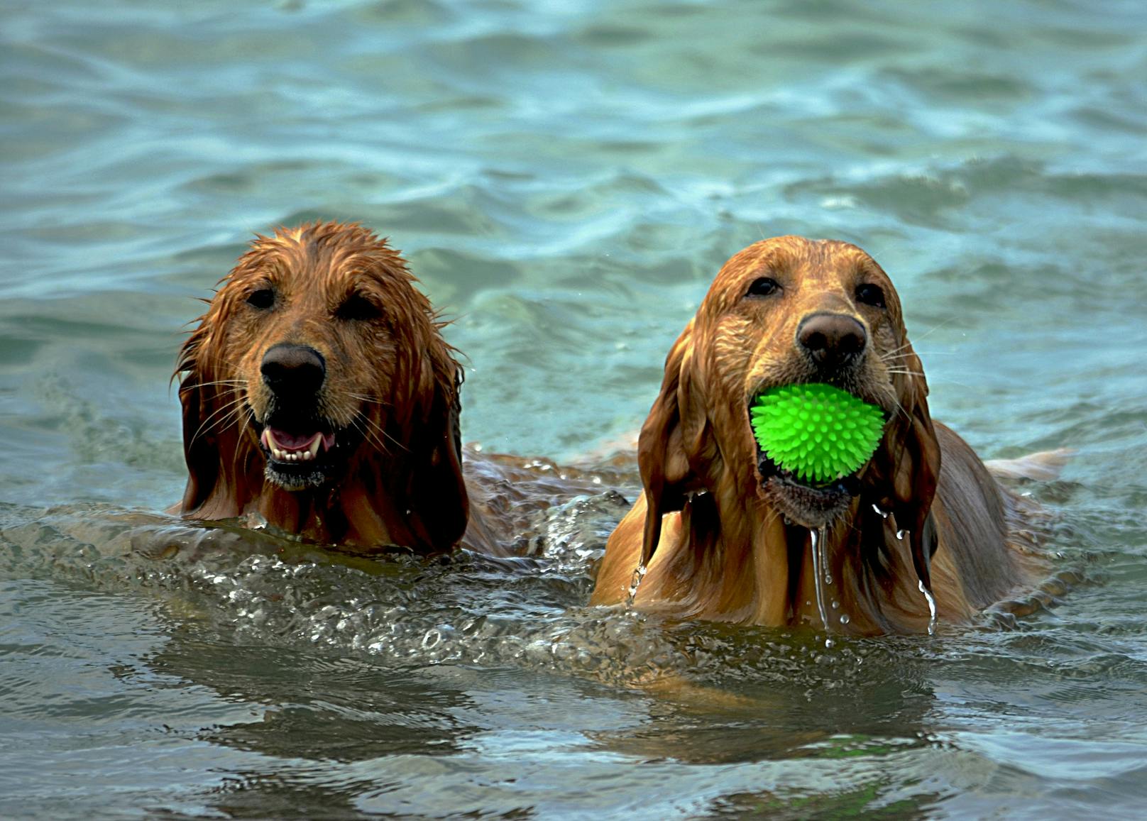 Viele Hunde lieben es, zu schwimmen.