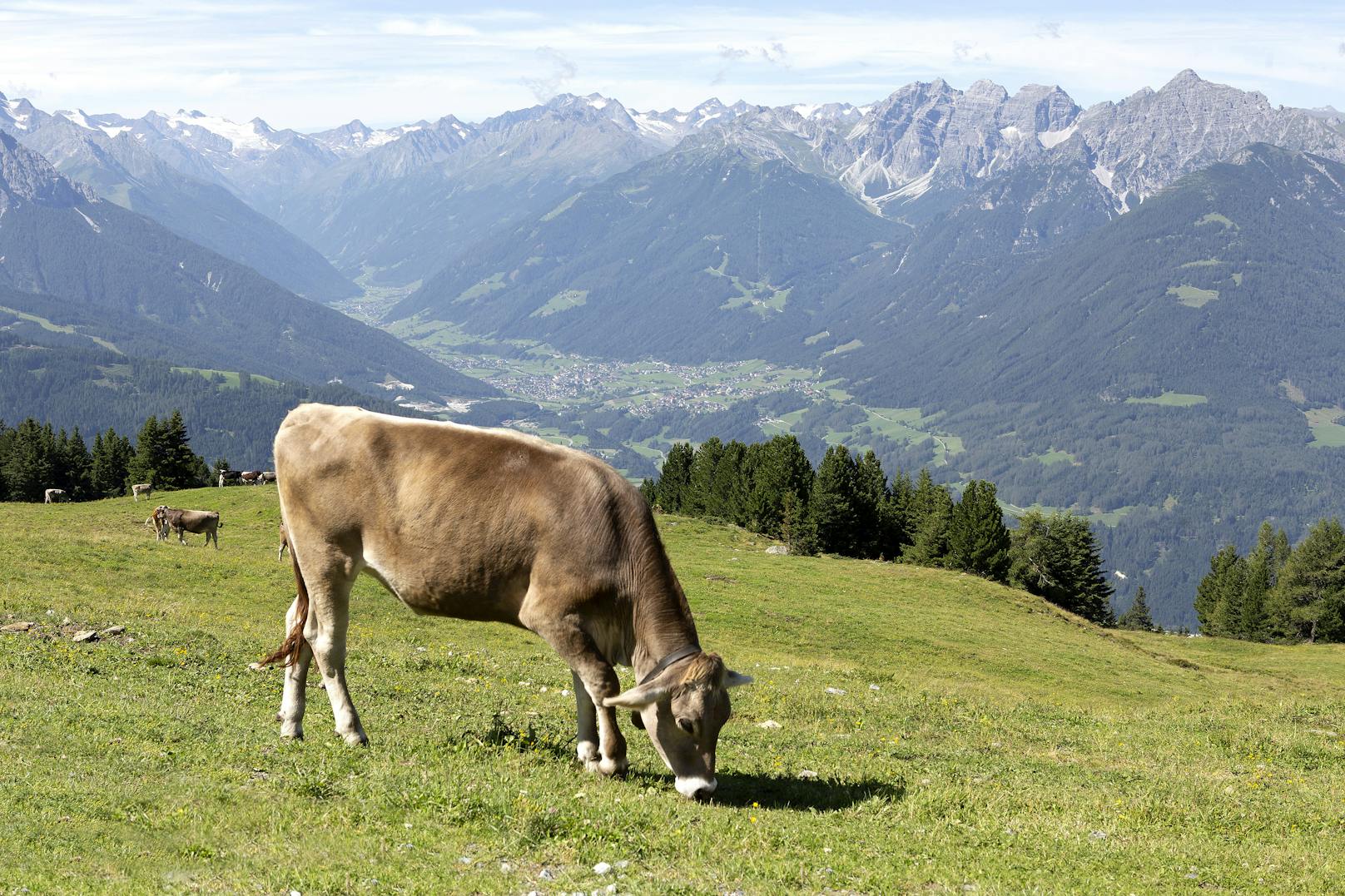 Braunvieh grast auf einer Tiroler Alm. Symbolbild