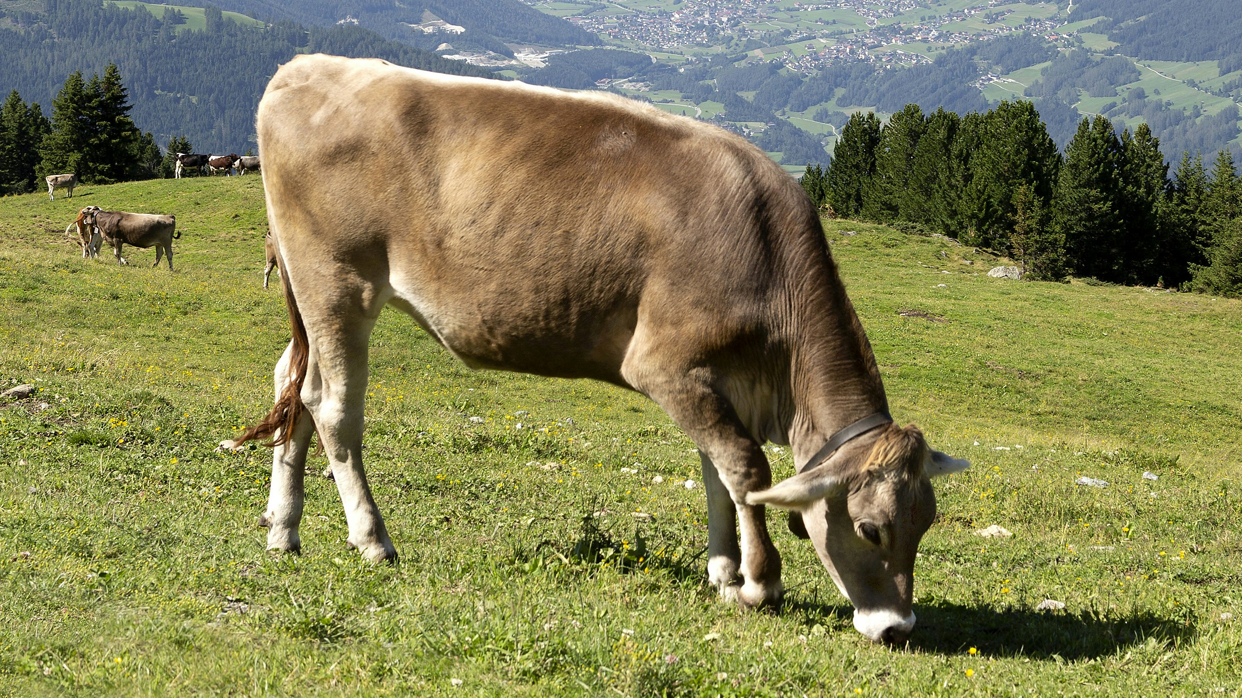 Unglaubliches Talent – Klügste Kuh der Welt : Familie stammt aus Vorarlberg