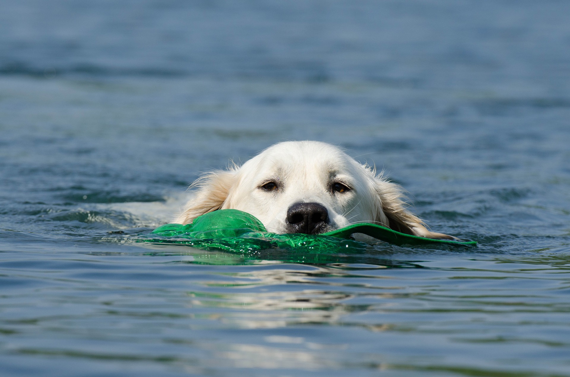 Badespaß kann für Hunde tödlich enden Badespaß kann für Hunde tödlich enden