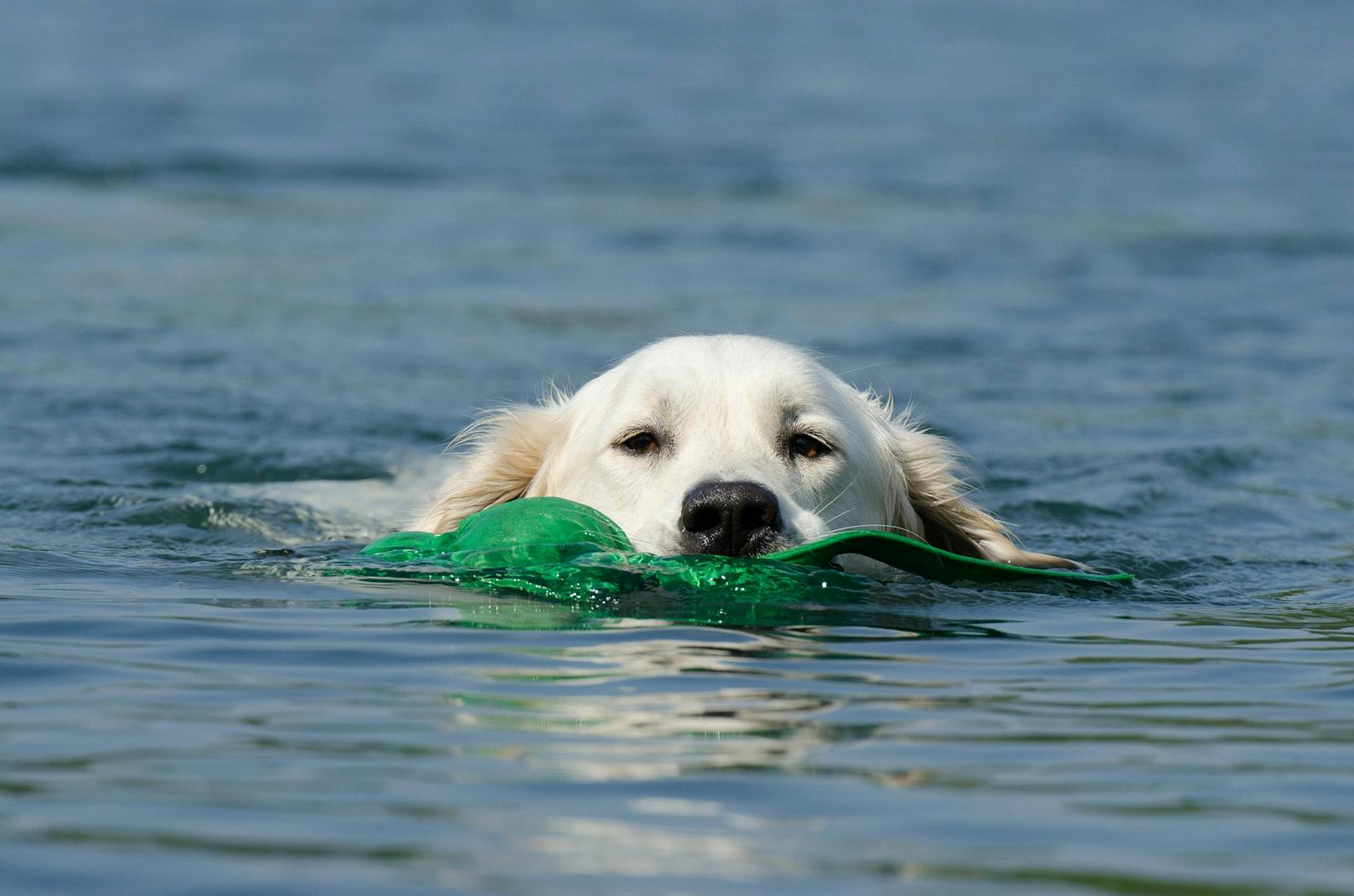 Viele Hunde lieben es, zu schwimmen.