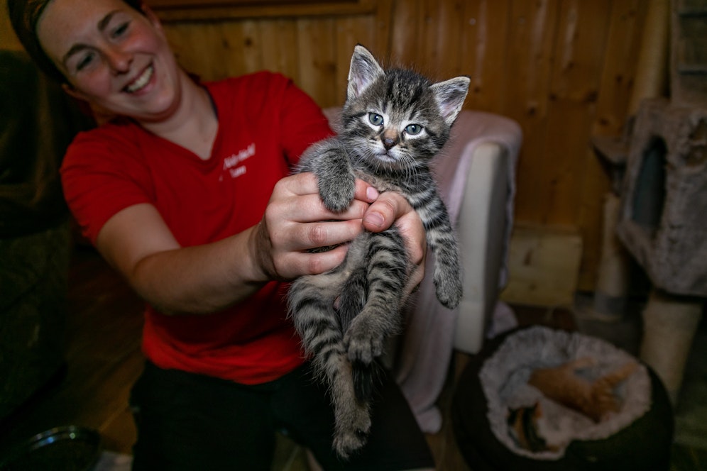 Das Gut Aiderbichl hat sich der jungen Katzenfamilie angenommen.