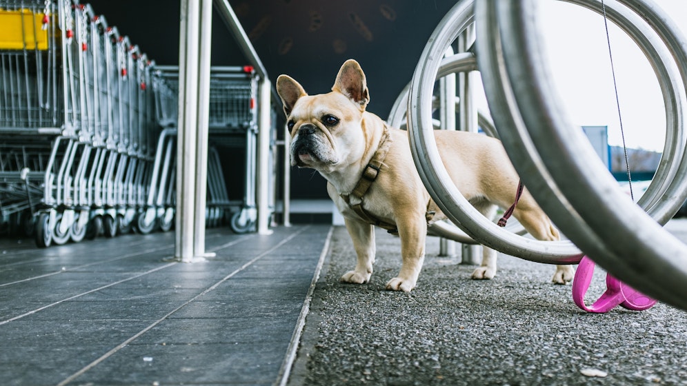 Ein Hund wartet vor einem Supermarkt auf Herrl oder Frauerl. Symbolfoto