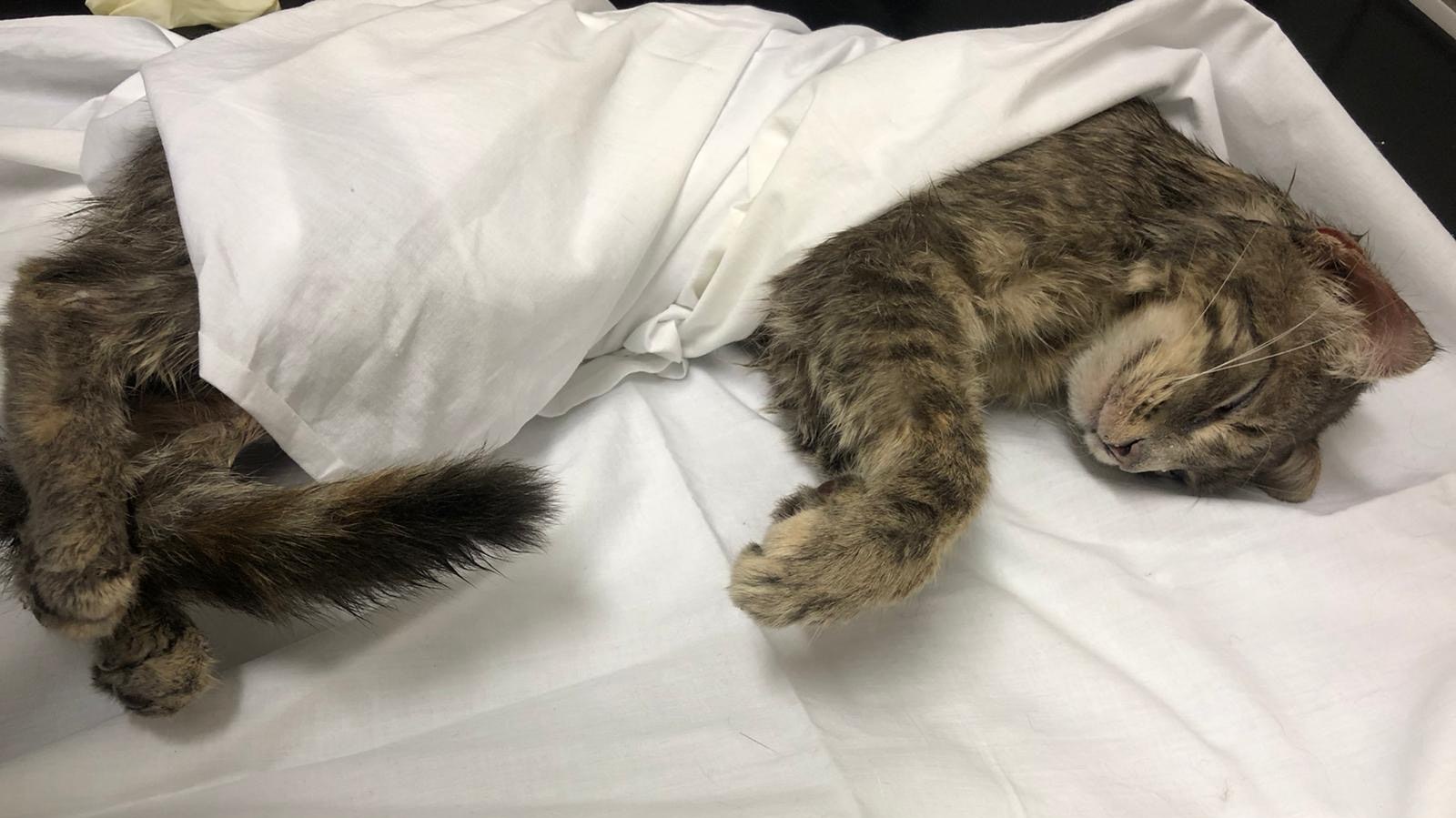 Der irre Katzenhäuter hatte dieser jungen Fellnase schwere Verletzungen zugefügt, so dass sie eingeschläfert werden musste.