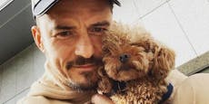 Orlando Bloom verzweifelt, da sein Hund vermisst wird
