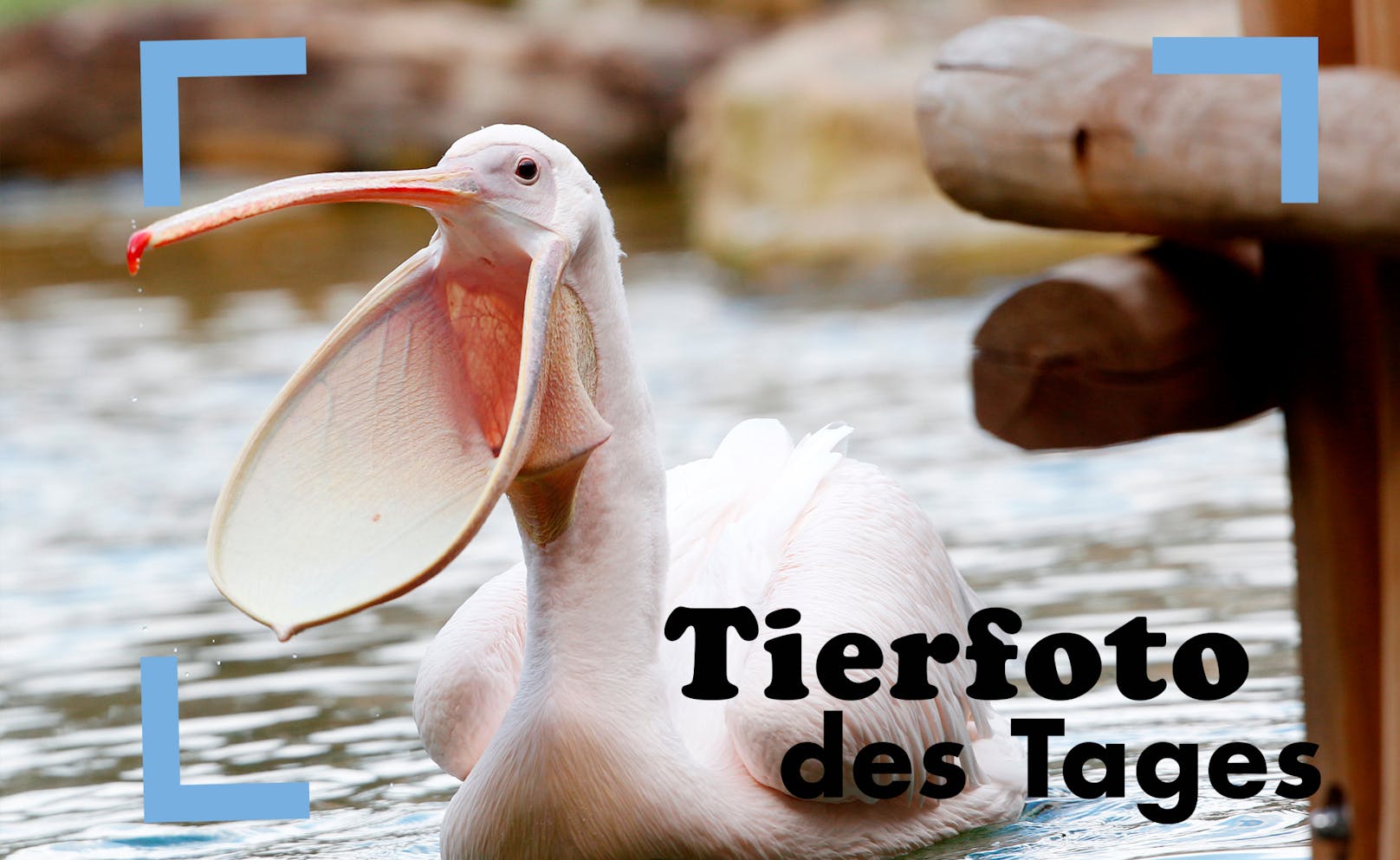 Mach Aaaah! So weit wie der kriegt kaum einer den Mund auf. Dieser wunderschöne pinke Pelikan ist im Krefelder Zoo zuhause.<br>
