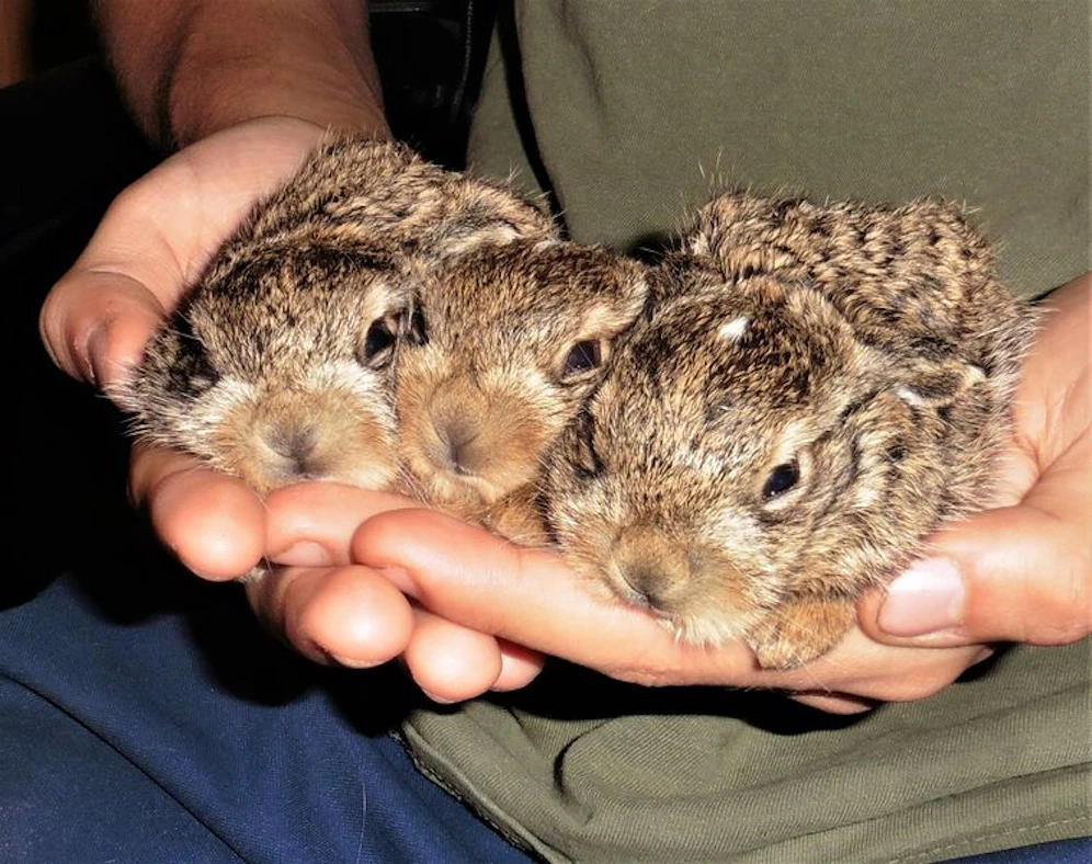 Die drei geretteten Hasenbabys.
