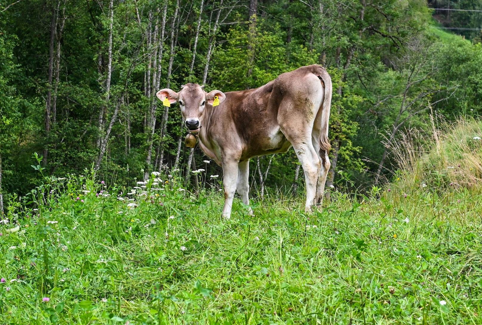 Blutiger Schock für einen Landwirten in der Tiroler Gemeinde Mieders. Unbekannte haben eines seiner Kälber auf der Weide geschlachtet (14. Juli 2020)