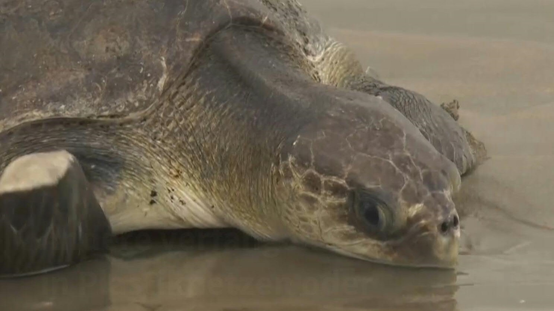 Drama am Strand: 190 verletzte Schildkröten angespült Drama am Strand: 190 verletzte Schildkröten angespült