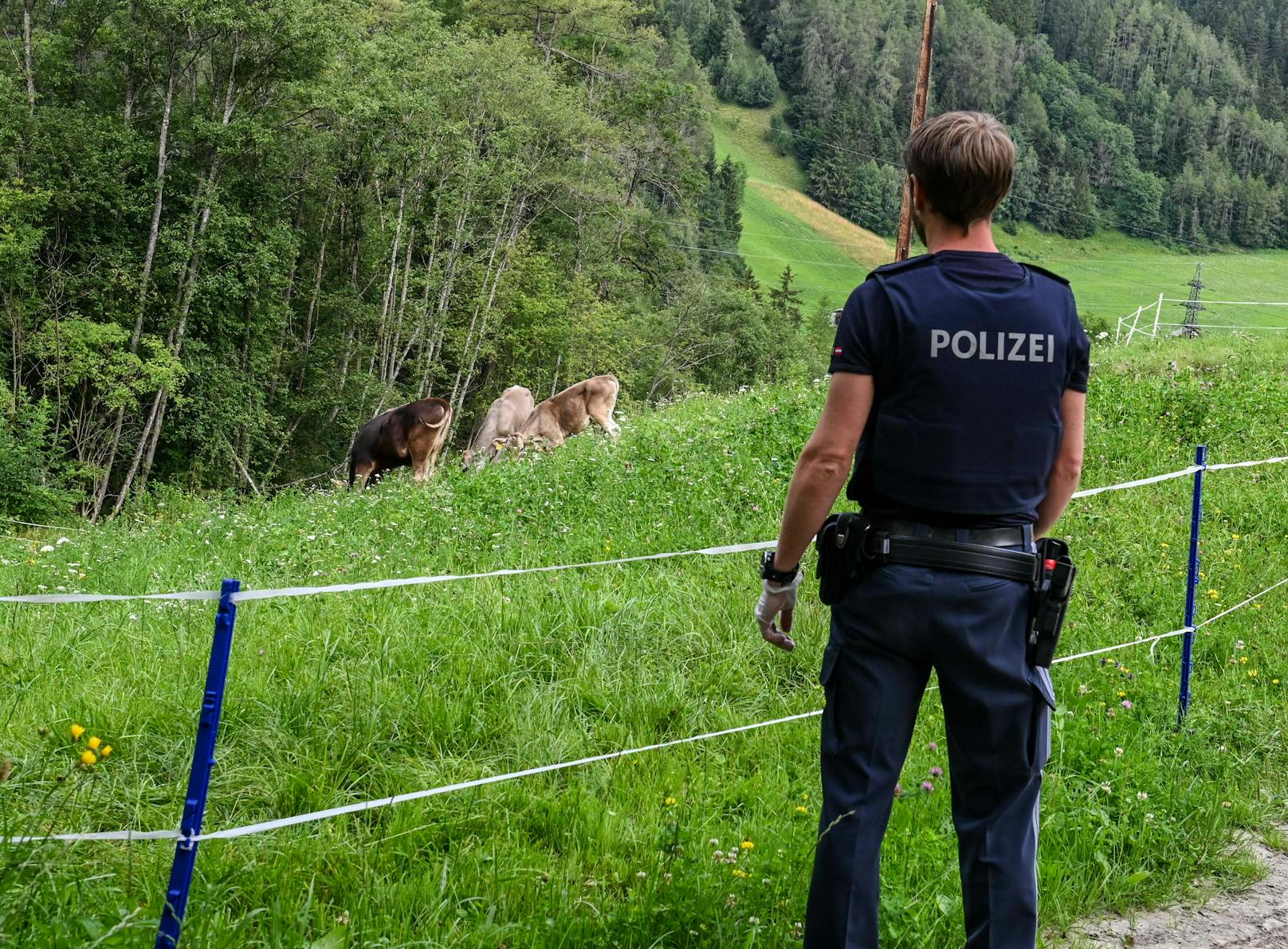 Blutiger Schock für einen Landwirten in der Tiroler Gemeinde Mieders. Unbekannte haben eines seiner Kälber auf der Weide geschlachtet (14. Juli 2020)
