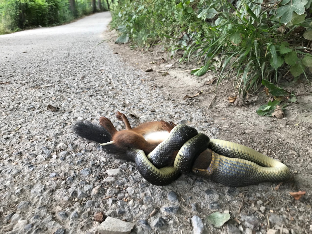 Heute.at - Eine Nummer zu groß: Natter scheitert an Eichhörnchen