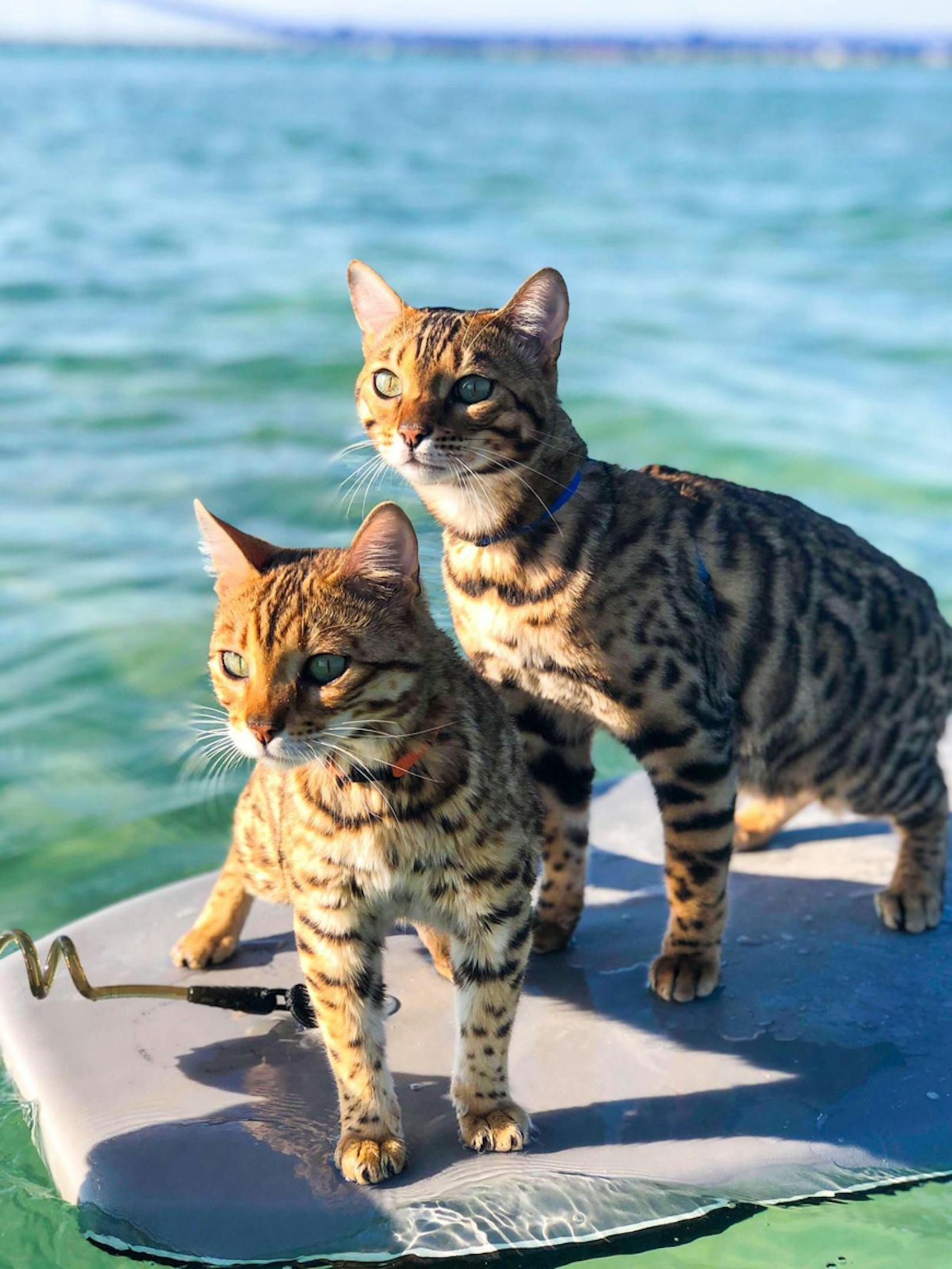 Maui und Star beweisen nämlich, dass nicht alle Katzen wasserscheu sind. Die beiden Tiger lieben es zu surfen.