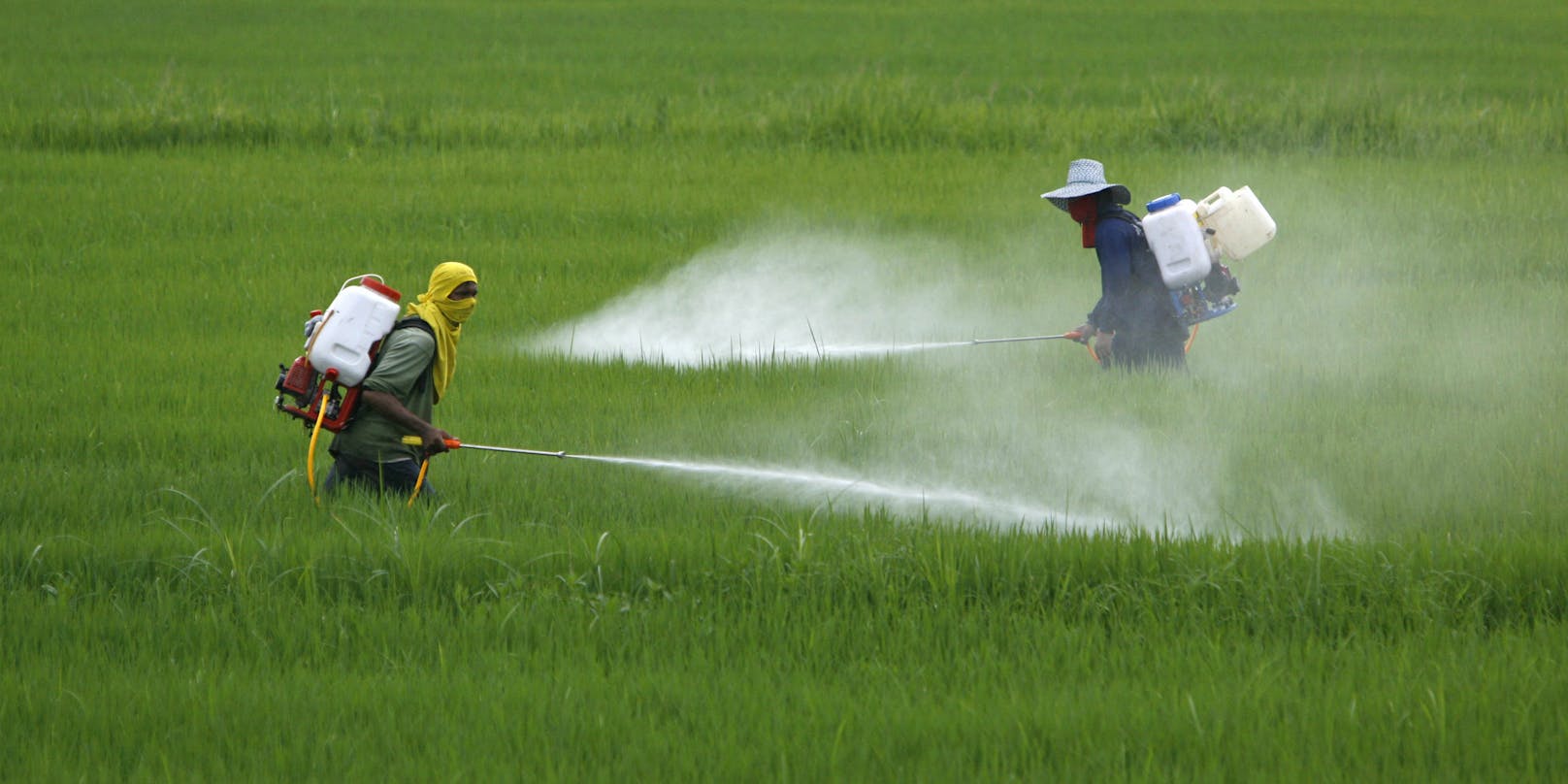Reisbauern in Thailand besprühen ihre Felder mit Pestizid. (Symbolbild)