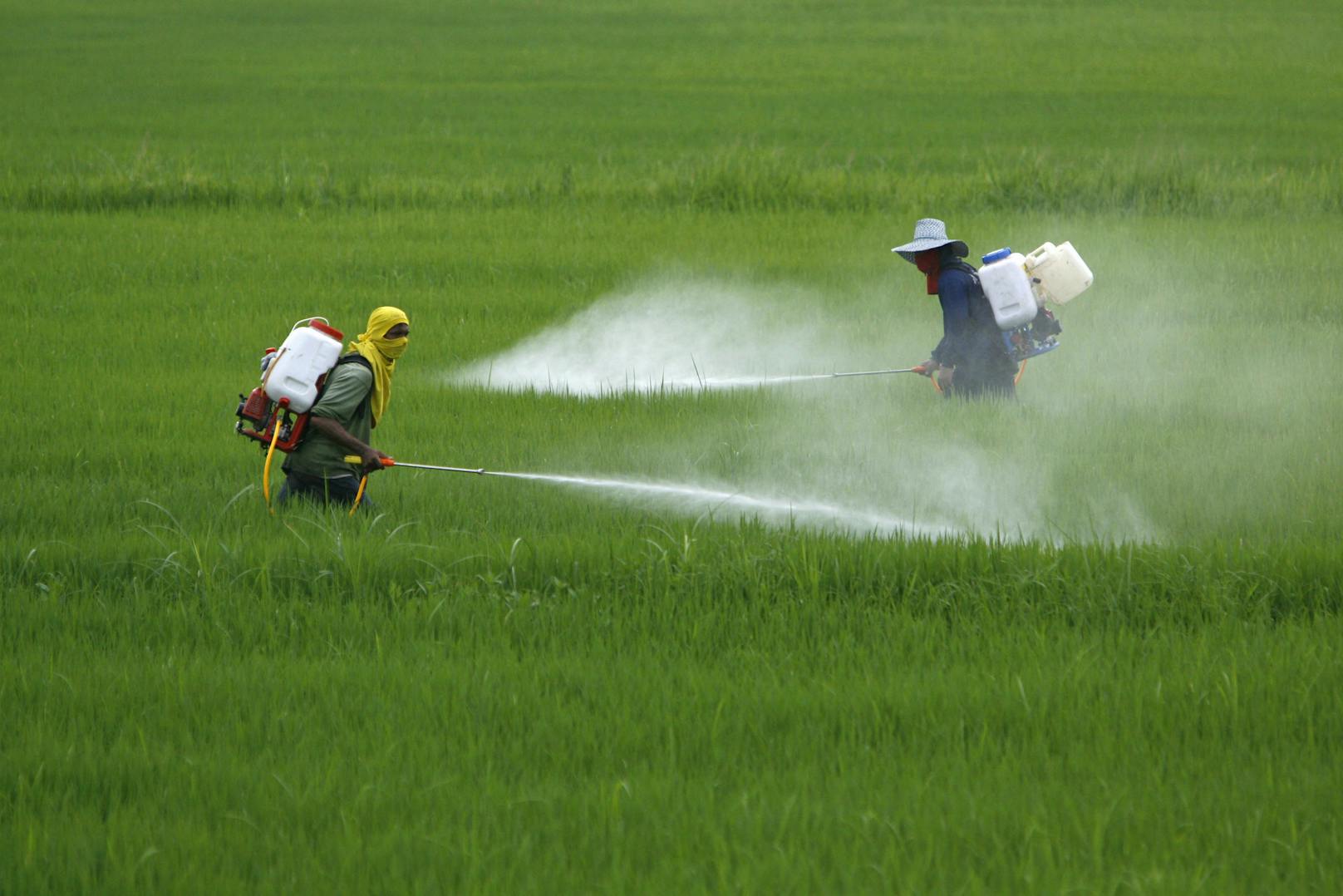 Bauern weltweit besprühen Reis mit Pest-Antibiotika