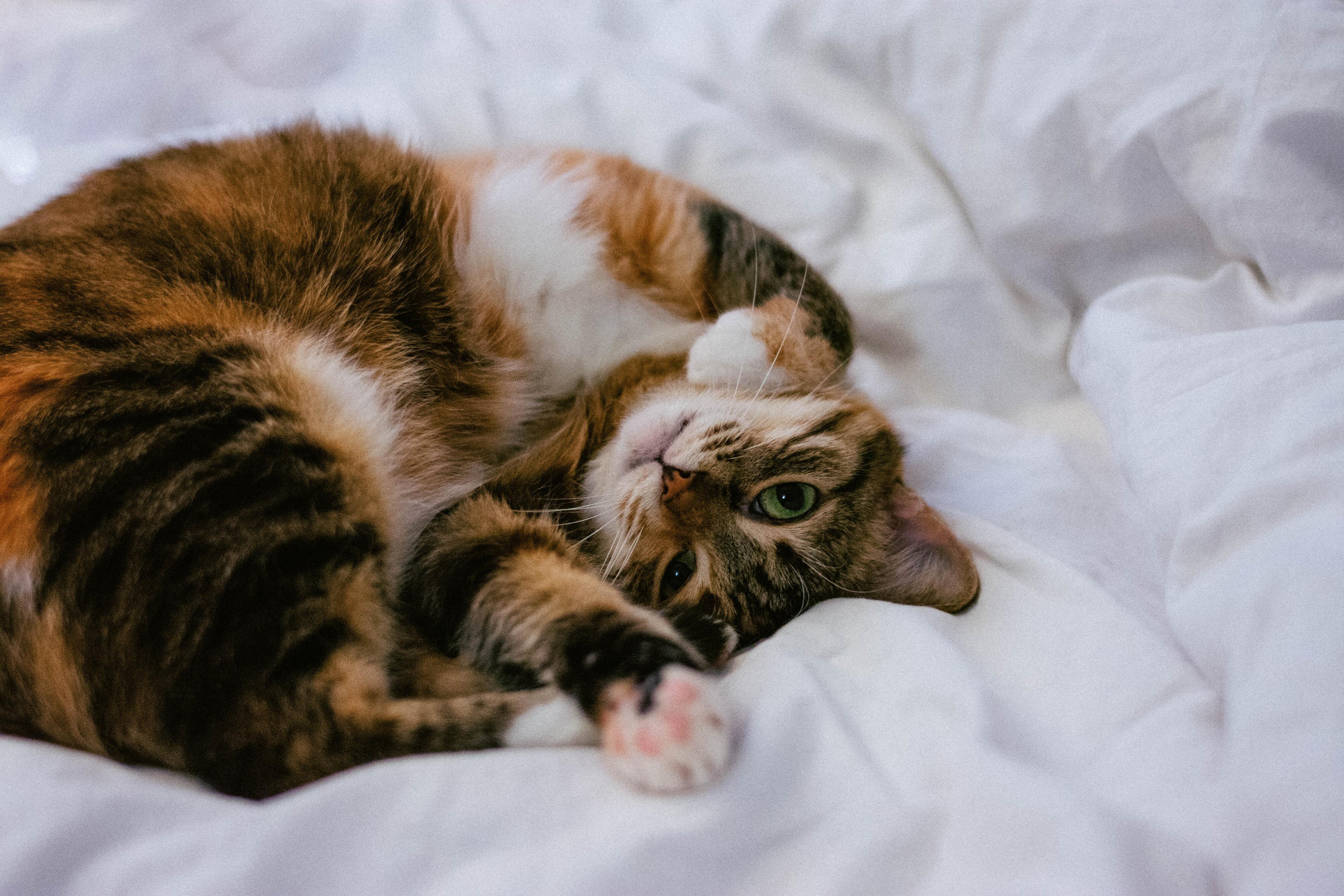 Das passiert, wenn du deiner Katze ein Ei hinlegst Das passiert, wenn du deiner Katze ein Ei hinlegst