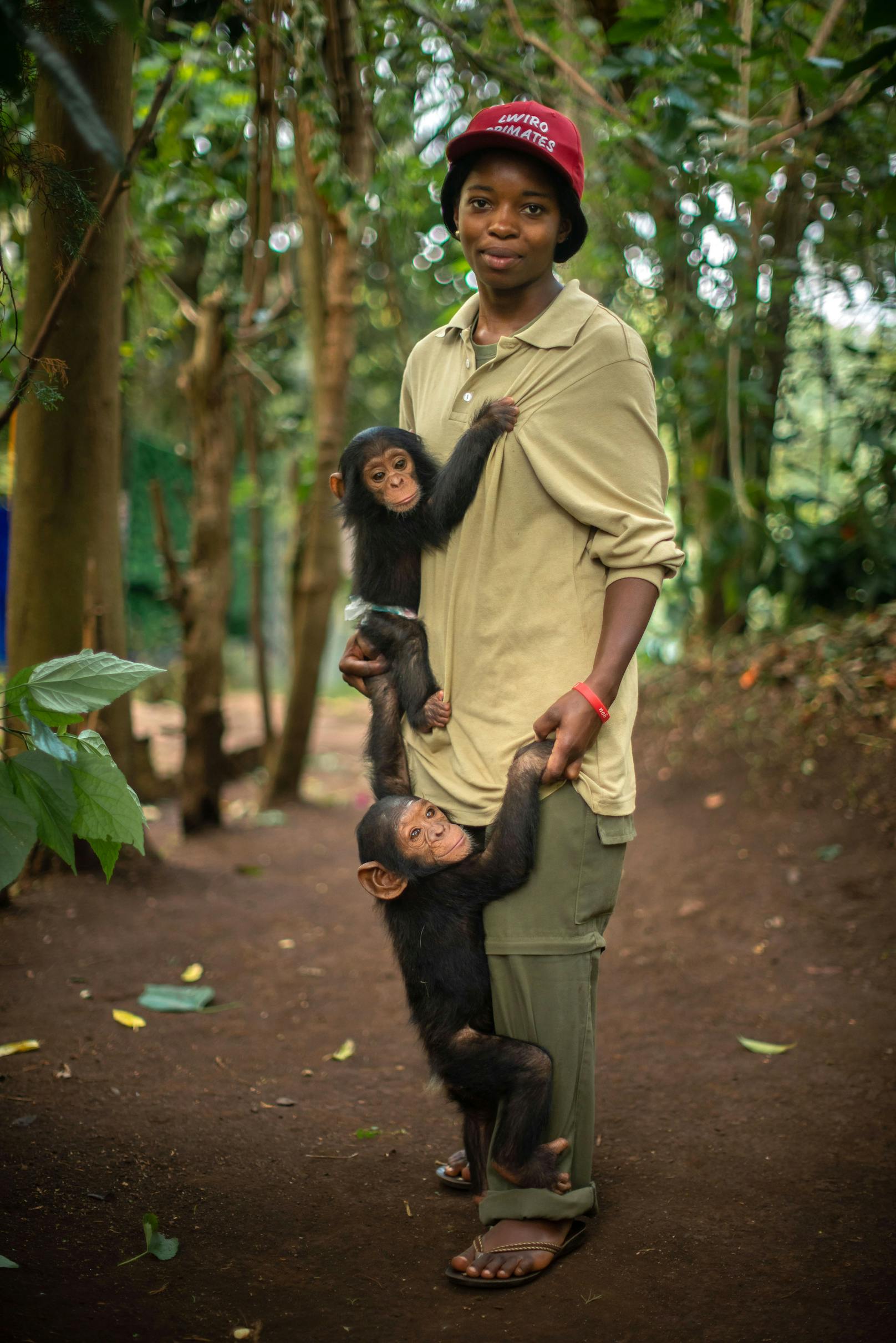 Das "Lwiro Primates Rehabilitation Center" kümmert sich derzeit um 92 Schimpansen, 108 Affen (13 verschiedene Arten), Schildkröten, Papageien und Gürteltiere.