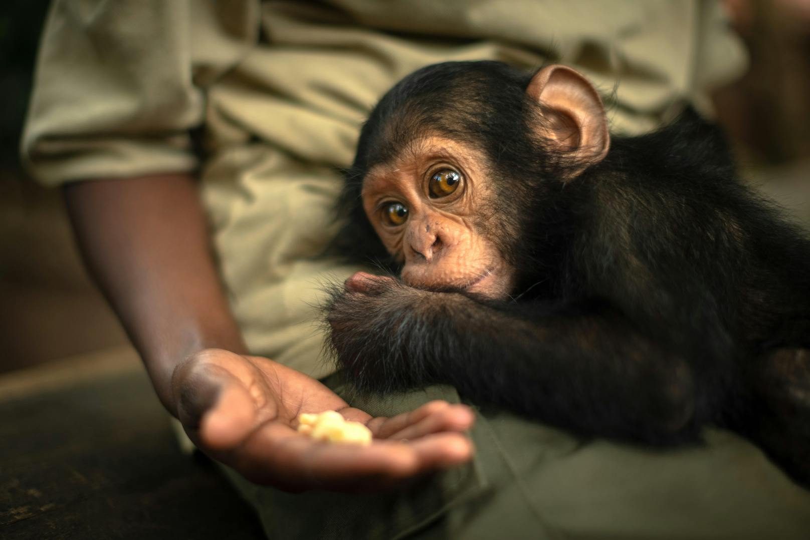 Zu Besuch im Schimpansen-Kinderdorf in der Demokratischen Republik Kongo.