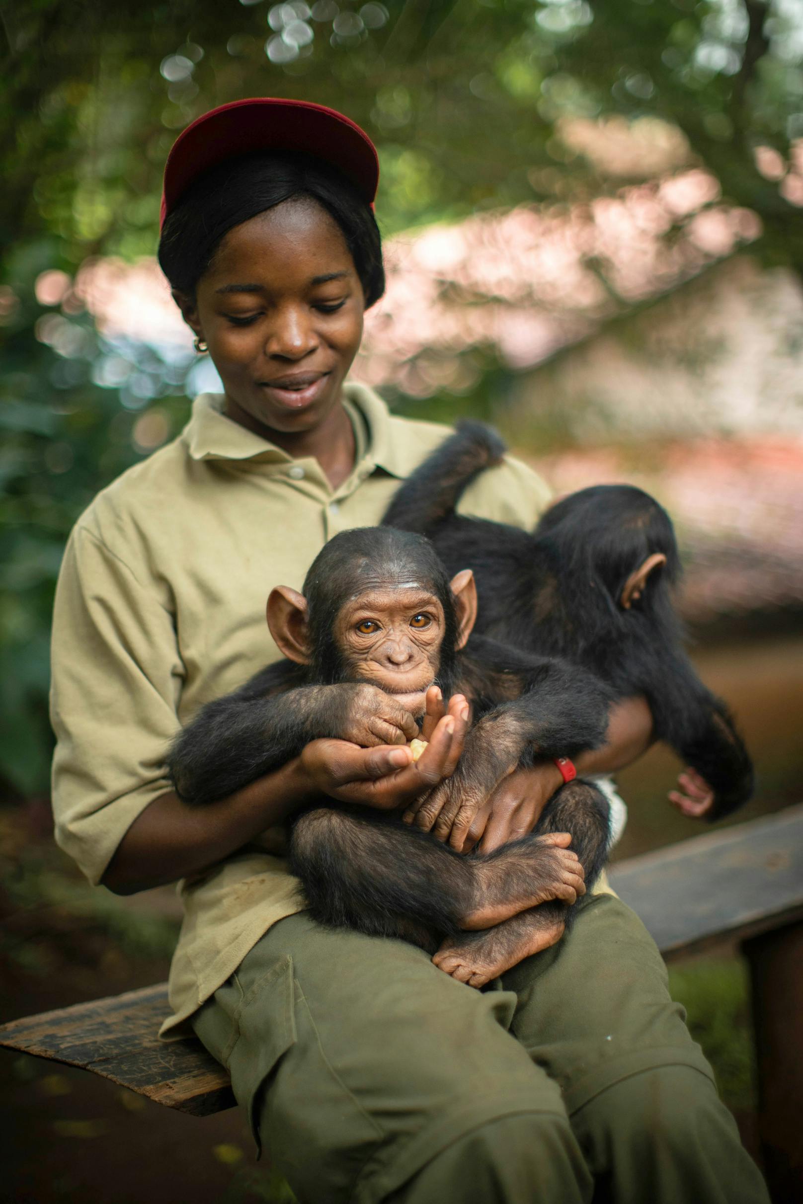 Oziba Miderho Mireille ist eine der Menschen, die sich um die Affen kümmert. Hier ist sie mit dem jungen Kakule abgebildet.